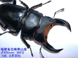 福建省北峰産ホーペオオクワガタ幼虫