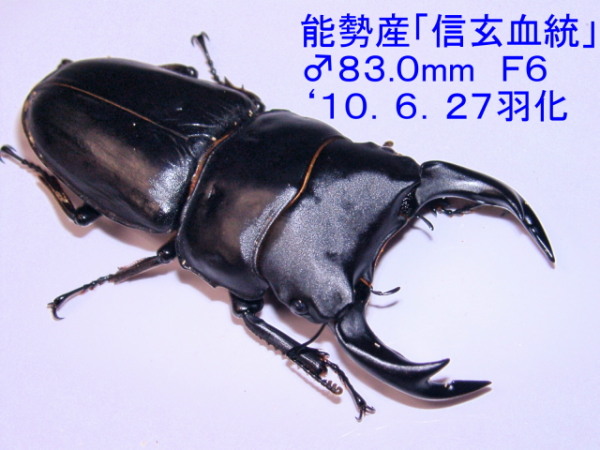 大型オオクワガタ幼虫（信玄血統）