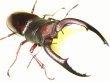 画像1: メルキオリティスフタマタクワガタ幼虫