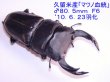 画像2: 大型オオクワガタ幼虫（マツノ血統）