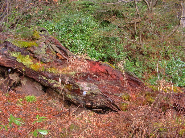 赤枯れマット（ブナ） - 富山のクワ貧